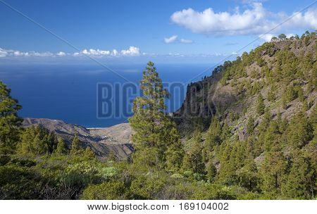 central Gran Canaria Nature Park Tamadaba canarian Pine trees on the slopes