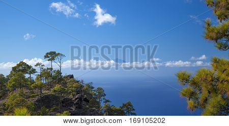 central Gran Canaria Nature Park Tamadaba canarian Pine trees on the slopes Teide on Tenerife visible over clouds