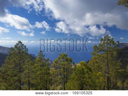 central Gran Canaria Nature Park Tamadaba canarian Pine trees on the slopes Teide on Tenerife visible over clouds
