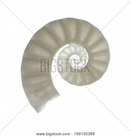 Ram Horn Shell