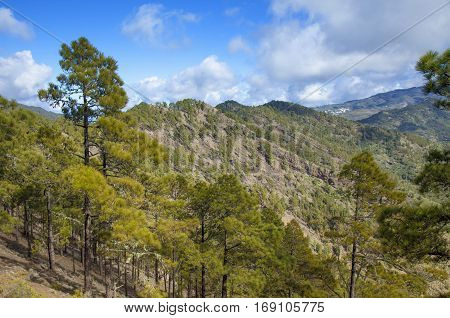 central Gran Canaria Nature Park Tamadaba canarian Pine trees on the slopes