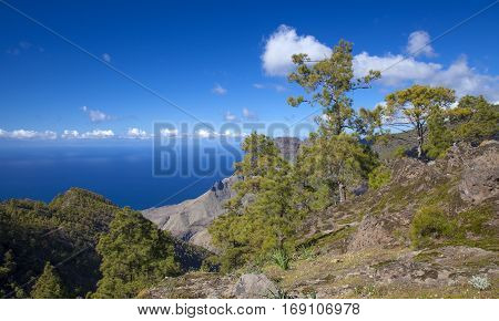 central Gran Canaria Nature Park Tamadaba canarian Pine trees on the slopes