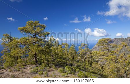 central Gran Canaria Nature Park Tamadaba canarian Pine trees on the slopes