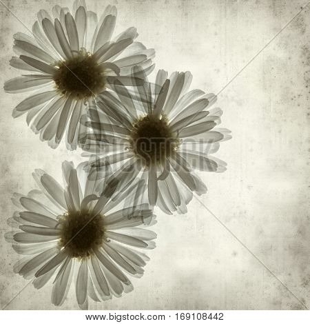 textured old paper background with backlit daisy flower
