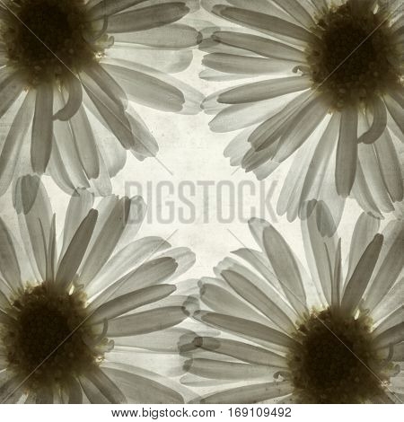 textured old paper background with backlit daisy flower