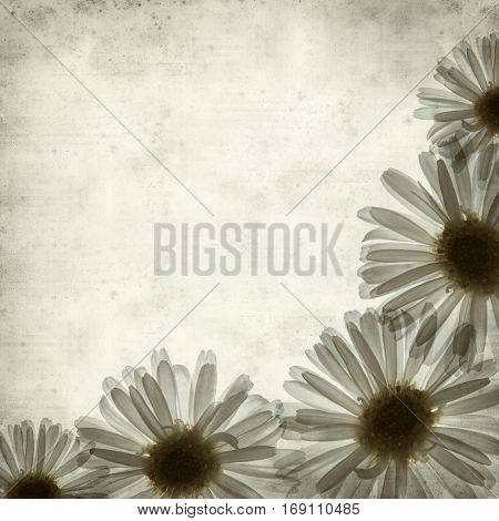 textured old paper background with backlit daisy flower