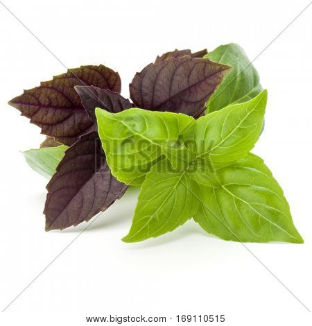 Close up studio shot of fresh green and red basil herb leaves mix isolated on white background. Sweet Genovese basil and Purple Dark Opal Basil.
