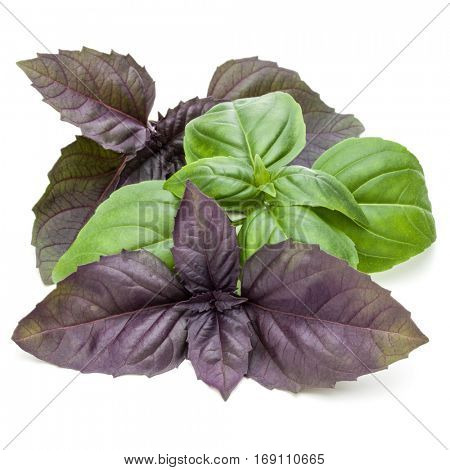 Close up studio shot of fresh green and red basil herb leaves mix isolated on white background. Sweet Genovese basil and Purple Dark Opal Basil.
