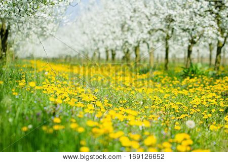 Beautiful spring dandelion flower and green grass meadow in white blossom orchard