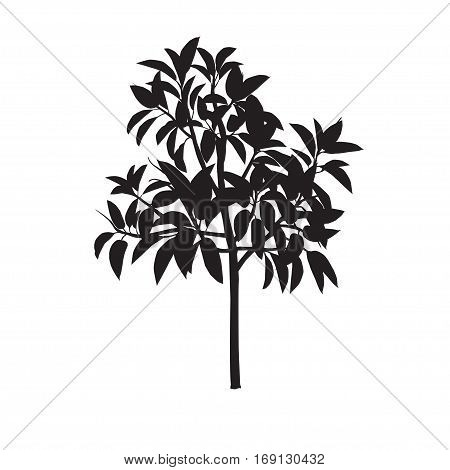 Ficus silhouette on a white monophonic background
