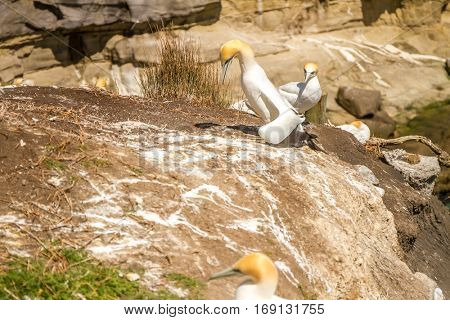 Muriwai Gannet Colony, Muriwai Regional Park, West Coast of the North Island in Auckland,New Zealand