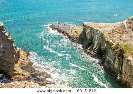 Muriwai Gannet Colony, Muriwai Regional Park, West Coast of the North Island in Auckland,New Zealand