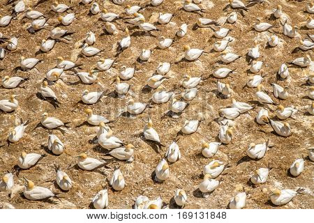 Muriwai Gannet Colony, Muriwai Regional Park, West Coast of the North Island in Auckland,New Zealand