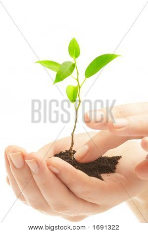 Des mains humaines et jeune Plant