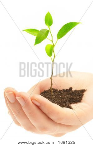 Des mains humaines et jeune Plant