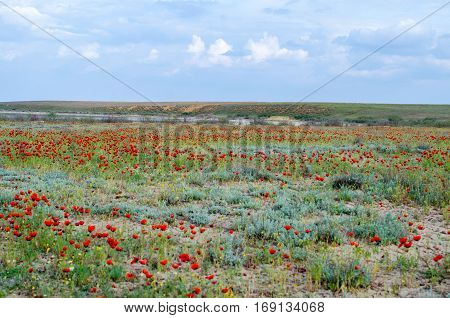 Spring steppes covered with blossoming poppies in morning