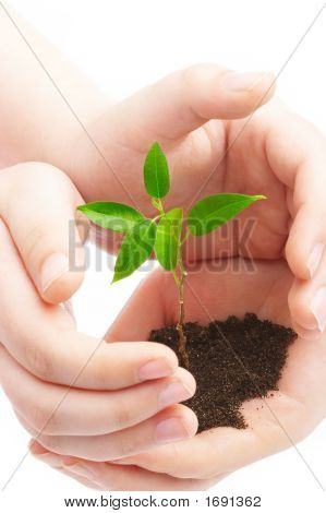 Des mains humaines et jeune Plant