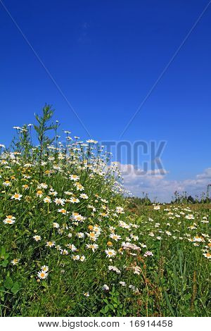 daisywheels en campo