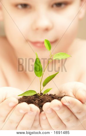 Le garçon observe la culture d'un jeune Plant.
