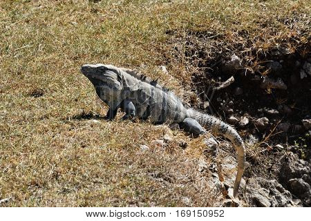 Mexican Spiny tailed iguana Ctenosaura pectinata in grass