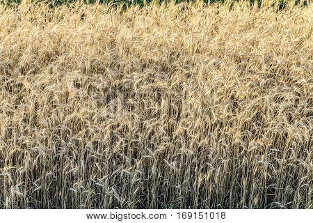 Field with ripe ears of wheat rye cereals. Agricultural background.