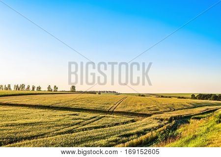 Plain with rye fields on a sunny summer day. Agricultural landscape.