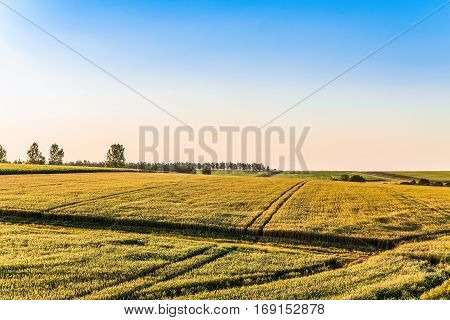 Cereal field on a sunny day. Agricultural landscape.