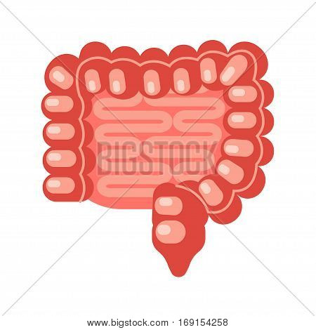 Human intestine in a flat style. Vector illustration isolated on white background. EPS 10