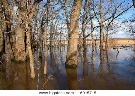 inundación del resorte en madera de roble