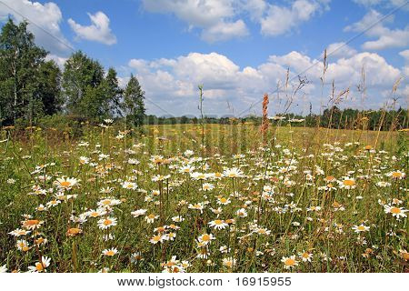 daisywheels blanco en el campo de otoño