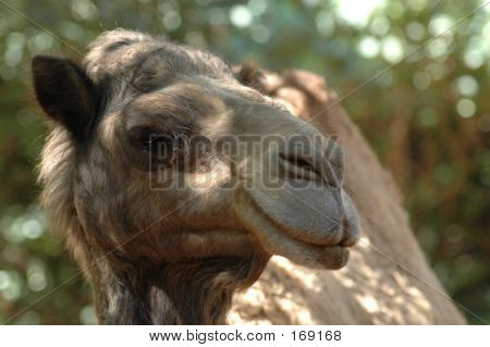 Camel