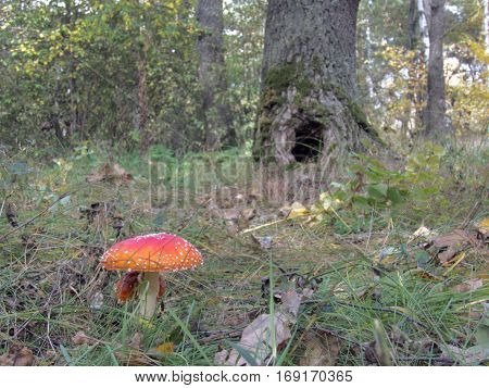 a fly agaric in the deciduous forest