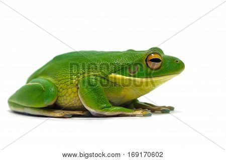 macro amphibian frog isolated on white background