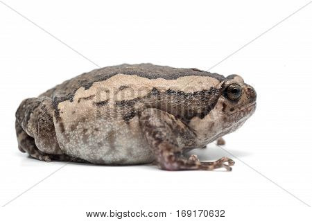 macro amphibian frog isolated on white background