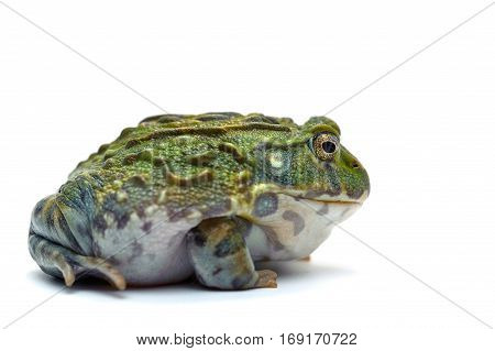 macro amphibian frog isolated on white background
