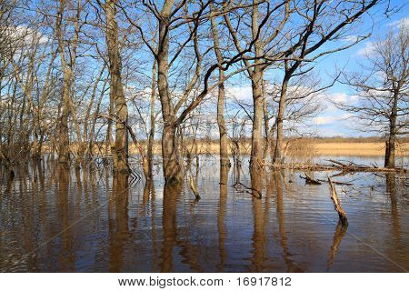 madera de roble en el agua
