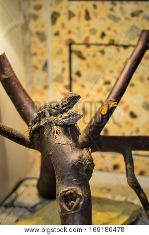 Two lizard resting on a branch under the lamp in the terrarium.