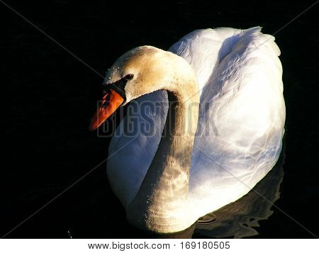 Swan in the water droplets in the play of light and shadow.