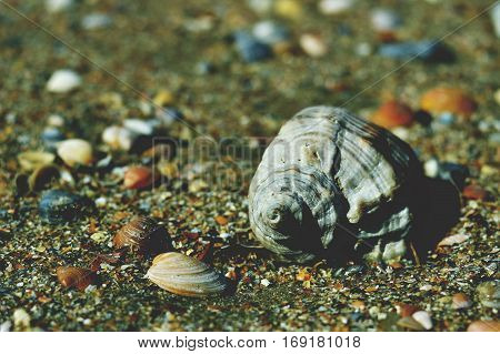 Shells on the beach bright day closeup.