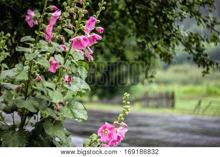Enjoy the silence. Landscape on the outdoor. The main environment of the people. Garden near the road. fter rain