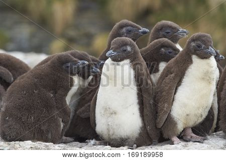Rockhopper Penguin chicks (Eudyptes chrysocome) huddle together in a creche whilst their parents are away at sea feeding. Coast of Bleaker Island in the Falkland Islands.
