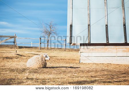 Sheep resting on the rural countryside landscape
