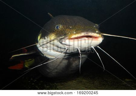 Underwater photography of The Red Tail Catfish (Phractocephalus hemiliopterus). This tropical fish is native to the Amazon, Orinoco, and Essequibo river basins of South America.