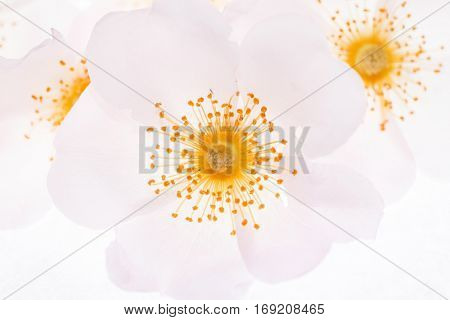 wild rose
