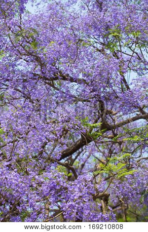 Beautiful blooming violet branches of Jacaranda tree.