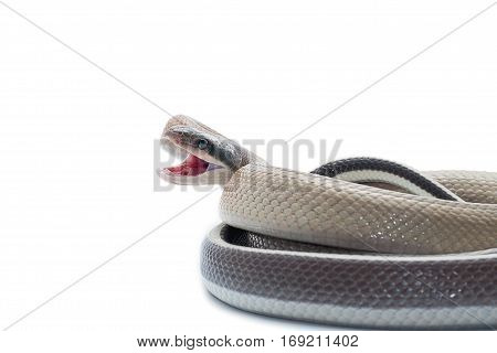 macro reptile snake isolated on white background