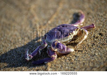 violet pupurny sea crab quietly lying on the golden sand