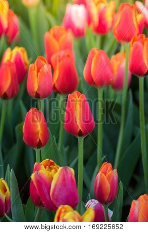 Tulip. Beautiful Bouquet Of Tulips. Colorful Tulips.