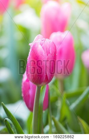 Tulip. Beautiful Bouquet Of Tulips. Colorful Tulips.