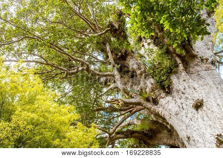 Kauri trees at the North Island of New Zealand